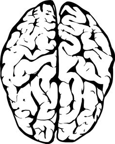 Which Parts Of The Brain Do What