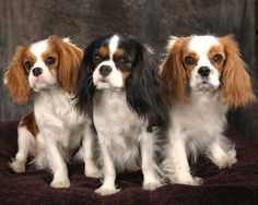 Rose /& Hubble Varios Diseños Flamingo Unicornios perros espacio pandas loros Zorros