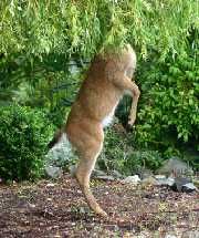 Deer Resistant Garden Plan 1 Feather Reed Gr Karl Foerester Lists Of Deer Resistant Plants For A Proof Landscape