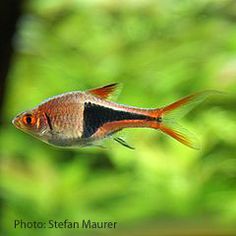 81 best fish images aquarium fish marine life fish