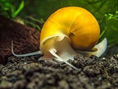 90 best aquarium images