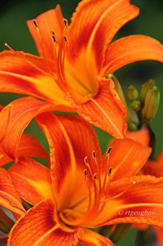 Tiger Lily Flower How To Care For Lilies Pinterest Tigers Tiger Lily Flower How To Care For Lilies Pinterest Tigers Number And Flowers