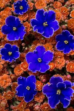 Blue Orange Flowers Rick S My Favorite Colors All Violets And Kalanchoe Photograph By Garry Flowers Orange Purple