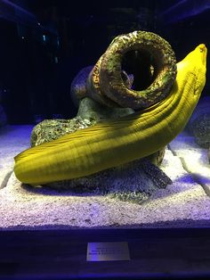 25 best eels images