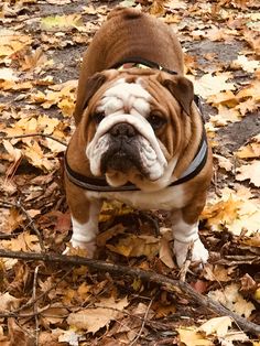When Searching For English Bulldogs For Sale In Texas You Should