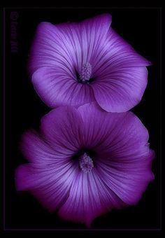 Trabajo De Perdón Y Liberación Kármica Purple Find This Pin And More On Projects To Try F Deep Purple Flower