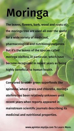 Te de moringa con canela