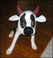 boston terrier halloween costume showcase littlebeastscom omg to cute - Halloween Costumes In Boston boston terrier halloween costume showcase littlebeastscom omg to cute - Halloween Costumes In Boston