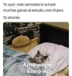31 Ideas De Memes De Examen Memes Memes Divertidos Memes Graciosos