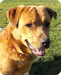 bullmastiff x golden retriever golden retriever mastiff mix puppies baby animals mastiff mix bullmastiff x golden retriever golden retriever mastiff mix puppies baby animals mastiff mix