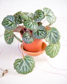 SAXIFRAGA STOLONIFERA /'cuscutiformis One Young Living Plant