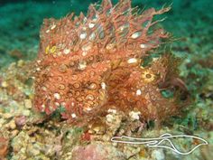 66 best rhinopias images