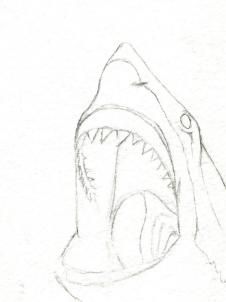 shark draw