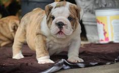 When Searching For English Bulldogs For Sale In Texas You Should