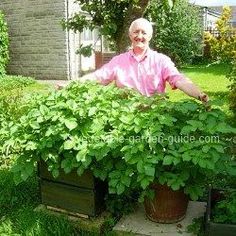 Buying plants is expensive but if you learn how to germinate Container ve able gardening enables you to grow fresh safe ve ables without a garden want to see how s tips and instructions on how and what