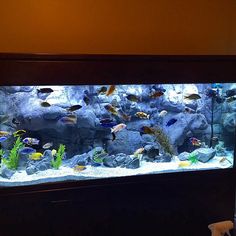 22 best 3d aquarium