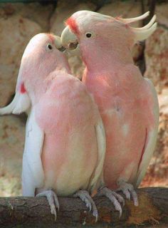 75 best fotos bonitas de aves images on pinterest exotic birds