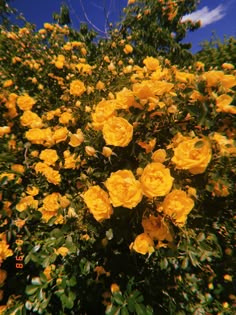 yellow flowers yellow aesthetic yellowaesthetic yellow