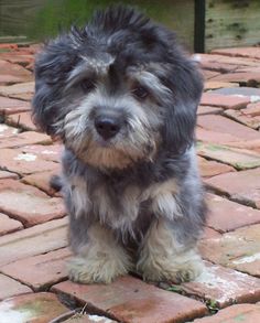 35 Best Dan Dinmont Terrier Images 35 Best Dan Dinmont Terrier Images