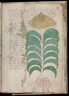 MANOSCRITTO VOYNICH COMPLETO PDF MANOSCRITTO VOYNICH COMPLETO PDF