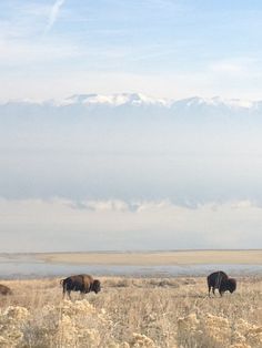 Antelope Island State Park Syracuse Ut 84075 Salt Lake Hotels Antelope Island State Park In Syracuse Ut