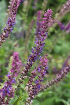 kleine baumhauspläne bathroom designs salvia flowers 58 besten bilder auf pinterest in 2018 gartenpflanzen kleine baumhauspläne bathroom designs salvia flowers 58 besten bilder auf pinterest in 2018 gartenpflanzen
