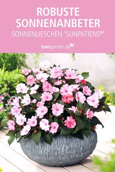 Rosa Bananen Samen immergrüne Pflanze für einen Blumentopf Kübel den Balkon Deko