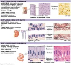 tissue types