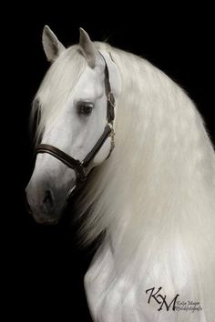 All the pretty horses essay