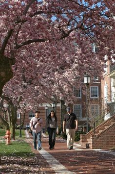 Custom admission essay john hopkins