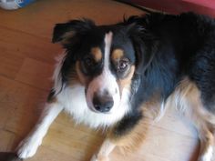 rockin b miniature australian shepherd venza mini australian shepherd papillon my puppies pinterest rockin b miniature australian shepherd venza mini australian shepherd papillon my puppies pinterest