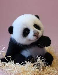 420 Pandas Ideas Panda Love Panda Bear Cute Animals