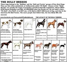 Pit Coloring Chart Bulls What Is A Bully Breed Want To Know Dogs Fall Under The