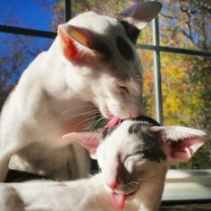 16 Idees De Chat Orientaux Chat Oriental Chat Animaux 16 Idees De Chat Orientaux Chat Oriental Chat Animaux