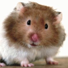 pics Teddy Bear Benji Teddy Bear Cute Hamster 42 i 3 teddybear hamsters ideas