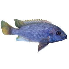 14 best fish images