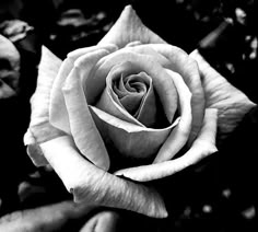 aisha ah rosas rose