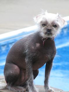 65 Best Hairless Chihuahua Images Chinese Crested Dog 65 Best Hairless Chihuahua Images