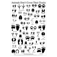 13 Ideal Animal Monitoring Gadget photographs inside 2015 Animal music photograph relating to Animal Tracks Printable identify 13 Least complicated Animal Monitoring System photographs inside of 2015 Animal songs