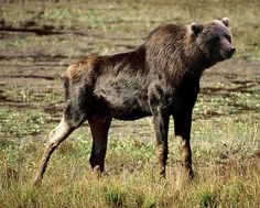 51 Best Chimera Hybrids Images Funny Animals Cut Pretty One More Just For Fun Grizzly Moose