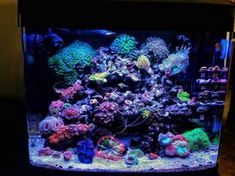 17 best symbiosis images