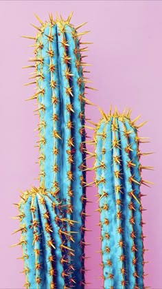 Iphone Wallpapers Cactus Iphone Wallpaper Views In 2019 Iphone