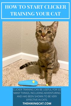 30 The Hiking Cat Blog Ideas In 2021 Adventure Cat Cats Pet Owners