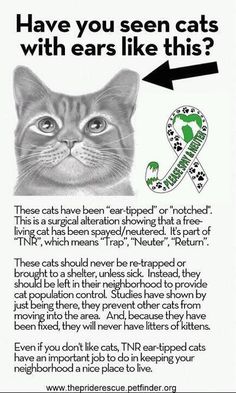11 Feral Stray And Outdoor Cats Ideas Cats Outdoor Cats Feral Cats