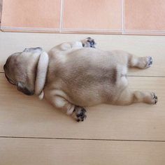 Me after at meal at Me after at meal at the grannys Pug Life, Bulldog Puppies, Pug Puppies, Pugs, Bulldog