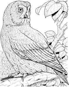 Great Grey Owl Coloring Page From Owls Category Select 27278 Printable Crafts Of Cartoons Nature Animals Bible And Many More