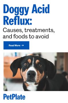 52 Holistic Healing For Animals Ideas In 2021 Dog Health Dog Care Dogs