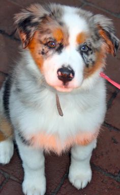 255 Best Calico Dogs And Cats Images Cute Animals 255 Best Calico Dogs And Cats Images