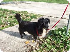 Corgi Border Collie Mix Border Collie Corgi Mix Corgi Mix