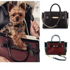 364 Best Dog Carriers Images On Pinterest Doggies Cat And Dogs Fashion Designer Leather Pet Carrier Small Dogs Bag For Puppy Chihuahua Traveling Slings Handbags
